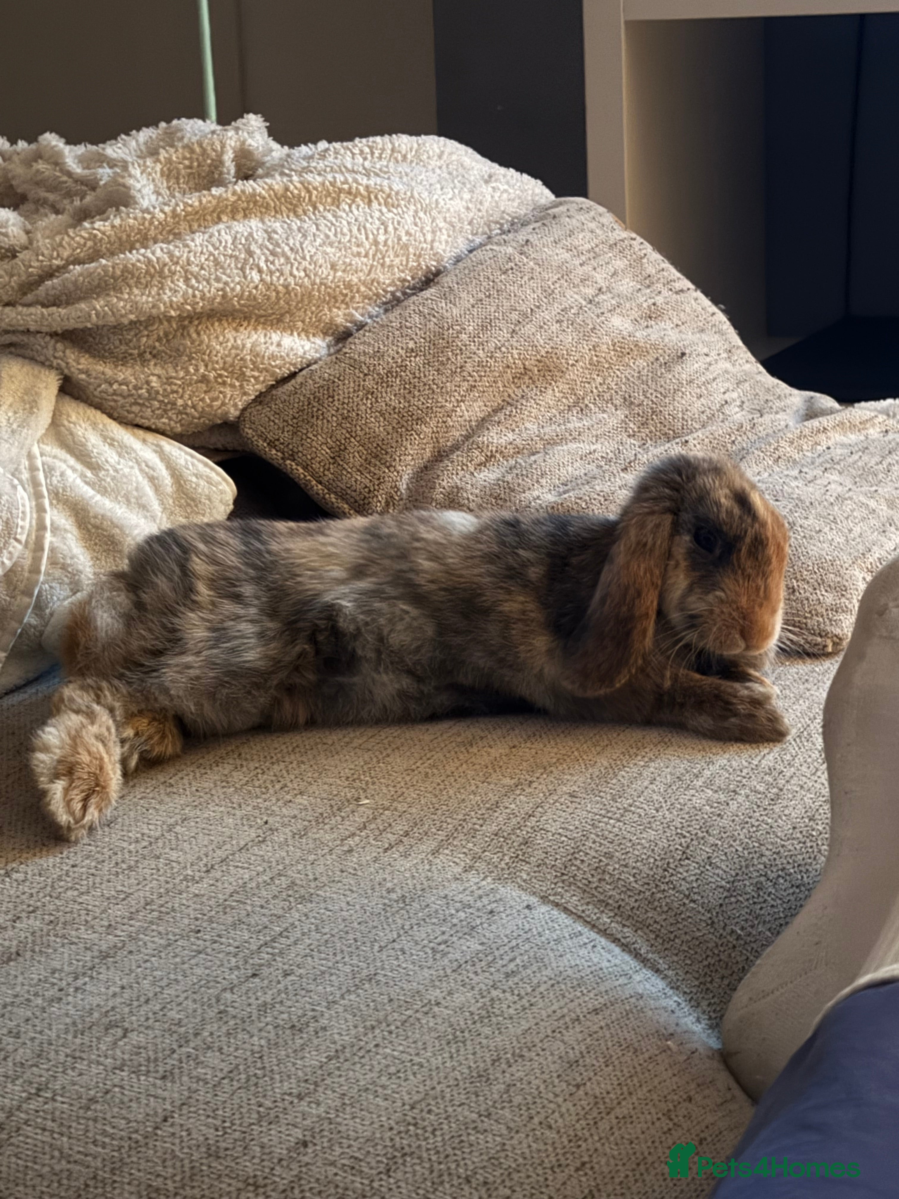 Mixed Breed rabbits Female rabbit  - Advert 1