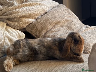 Mixed Breed rabbits Female rabbit - Advert 1
