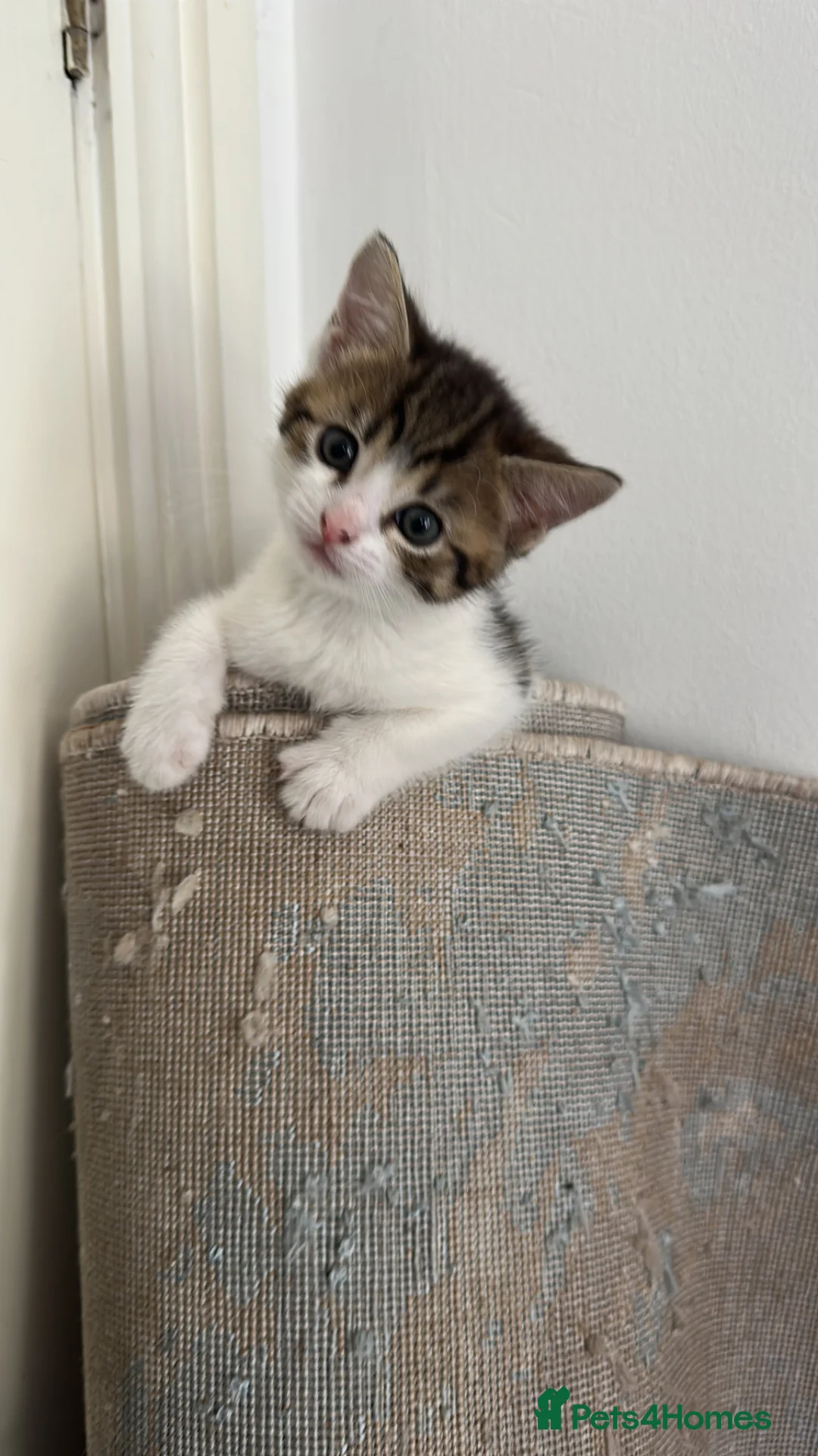 Mixed Breed cats for sale: Adorable Fluffy Kittens Looking for Their New Home - Advert 2