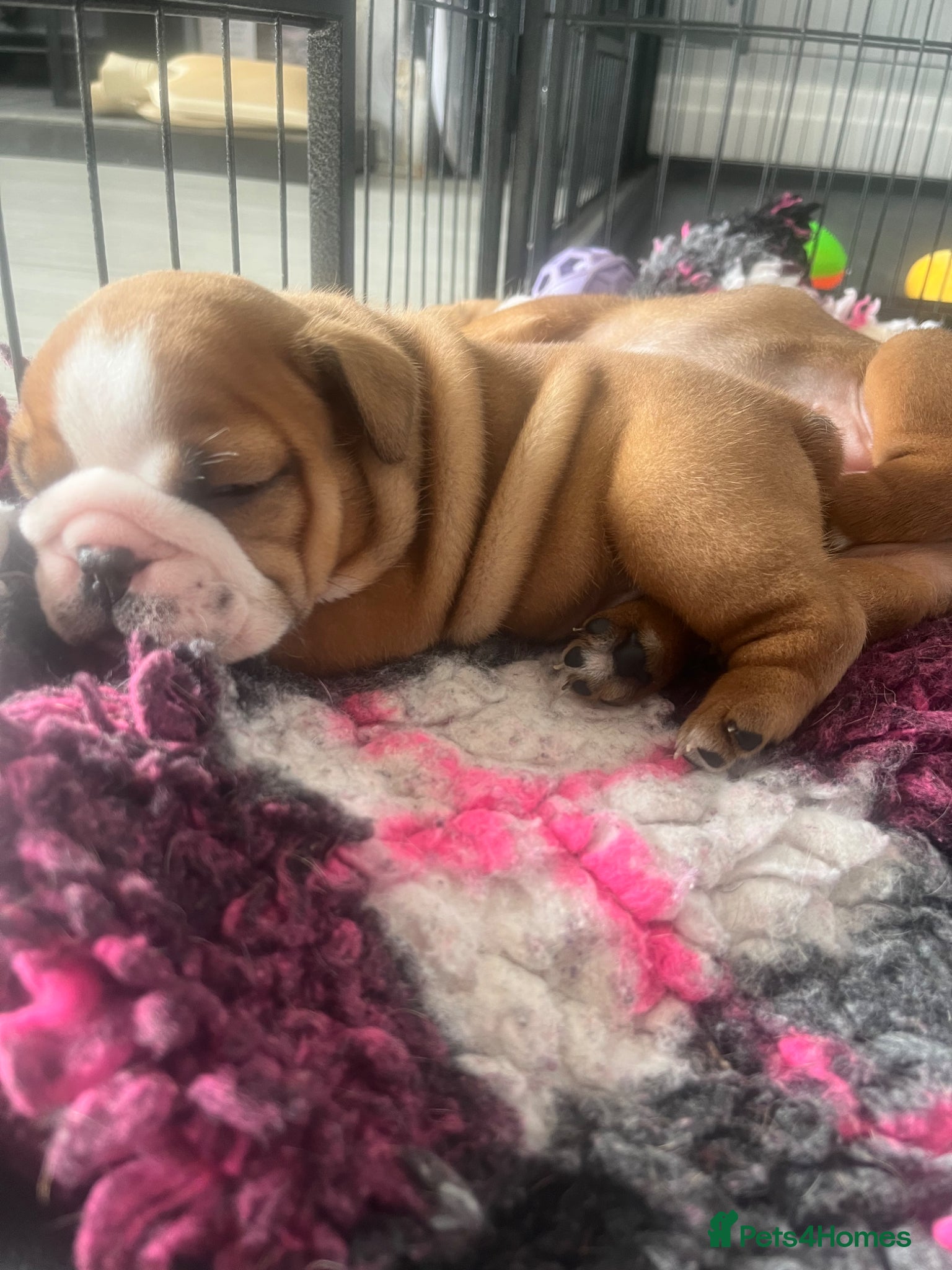 English Bulldog dogs dad gold mum silver health tested 1 boy available  - Advert 19