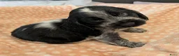 Cocker Spaniel dogs for sale: KC Show Cocker Spaniel Pups Health Tested Parents - Advert 34