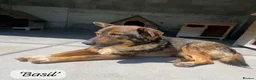 Mixed Breed dogs for adoption: Basil, approx 10 yrs. Available for adoption. - Advert 3