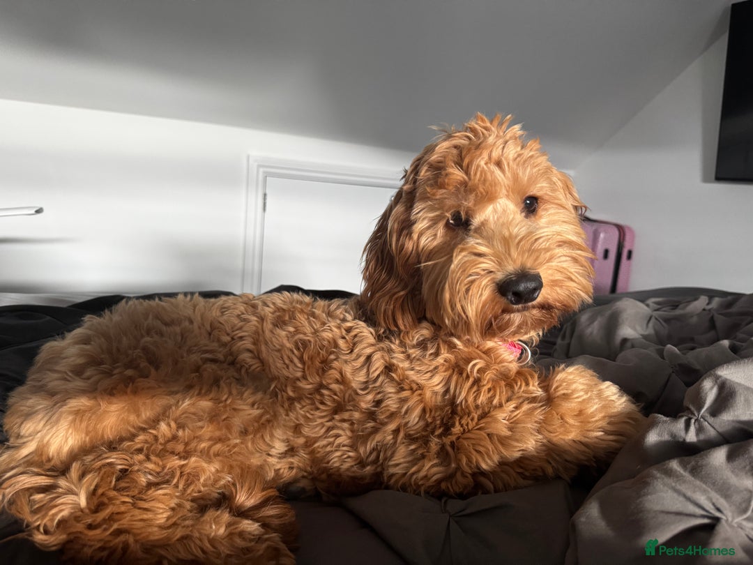 Cockapoo dogs for sale: Cockapoo - Advert 1