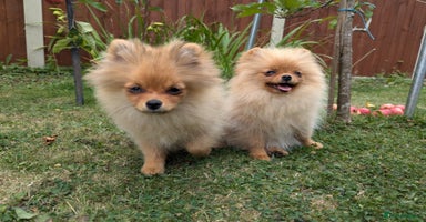 Pomeranian dogs in Boston - Advert 1