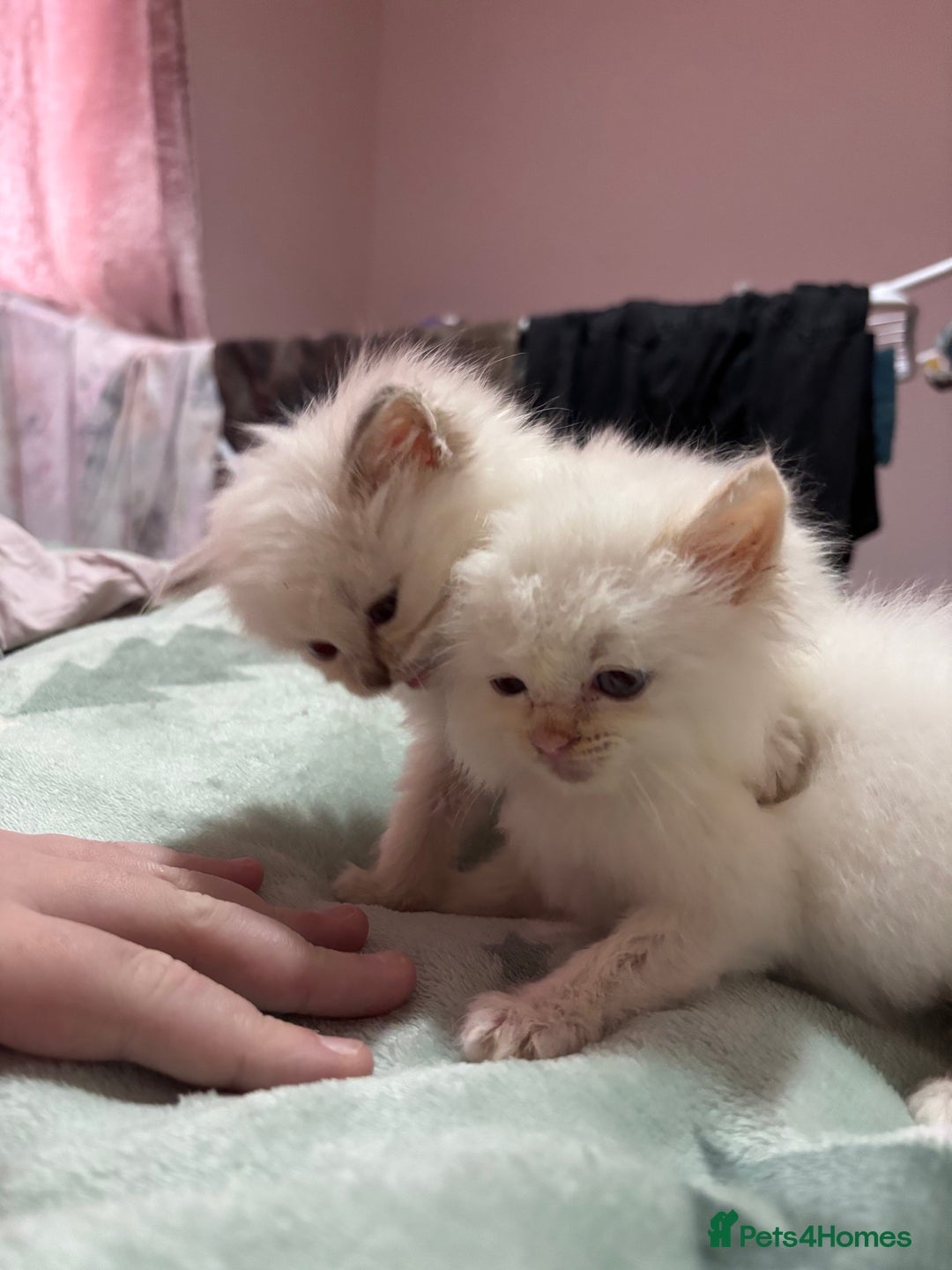 Ragdoll cats for sale: TICA ragdoll and cherubim kittens - Advert 4