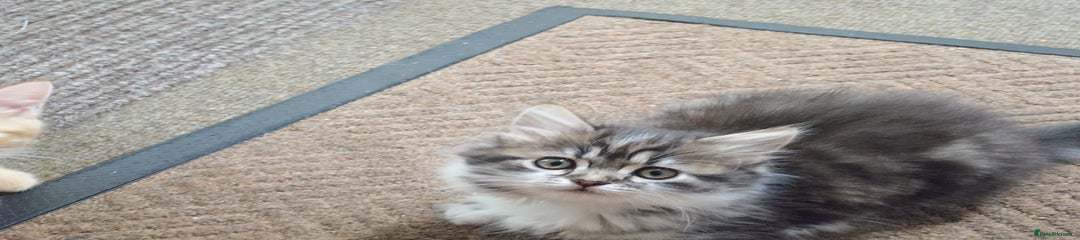 Persian kitten girl