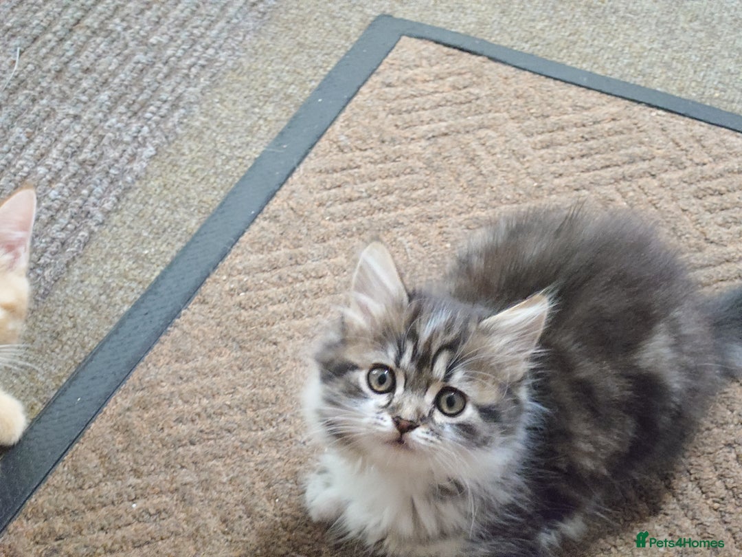 Persian cats for sale: Persian kittens: 2 girls and 1 boy (£230 each) - Image 5