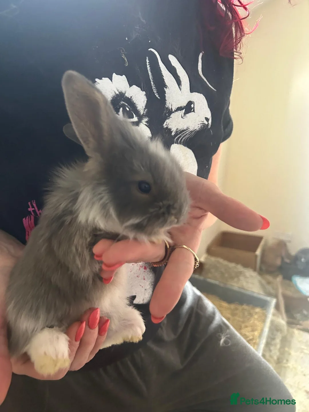 Mini Lion Lop rabbits for sale: 6 mini lion head lop eared rabbits. Boys and girls - Advert 1