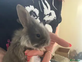 Mini Lion Lop rabbits 6 mini lion head lop eared rabbits. Boys and girls - Advert 16