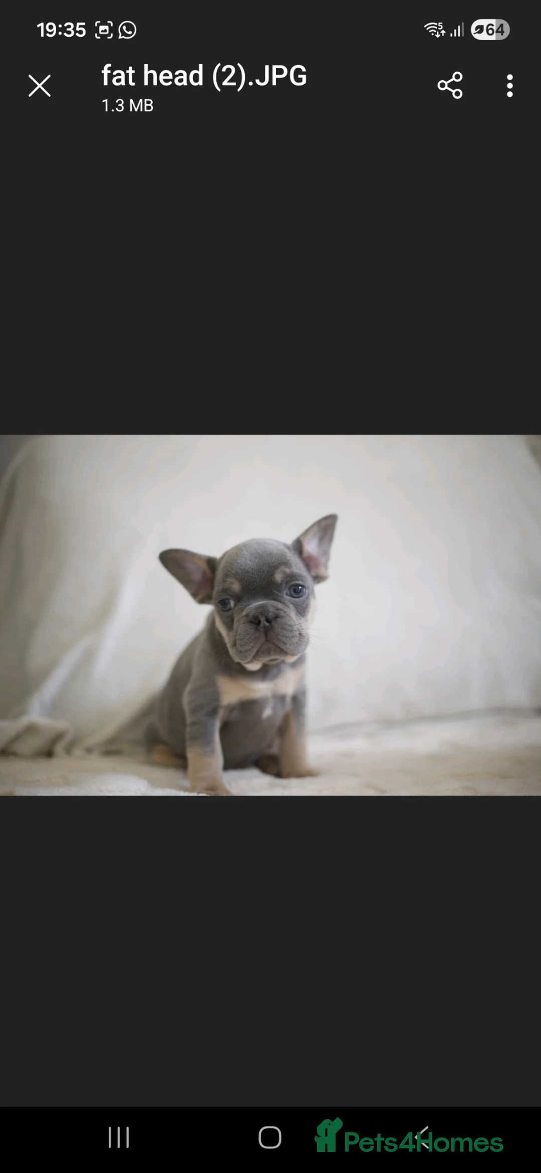 French Bulldog dogs for sale: French Bulldog Puppies in Halesowen - Advert 2