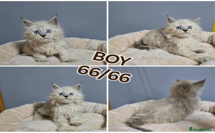 Maine Coon cats Polydactyl Kittens Maine Coon TICA - Advert 1