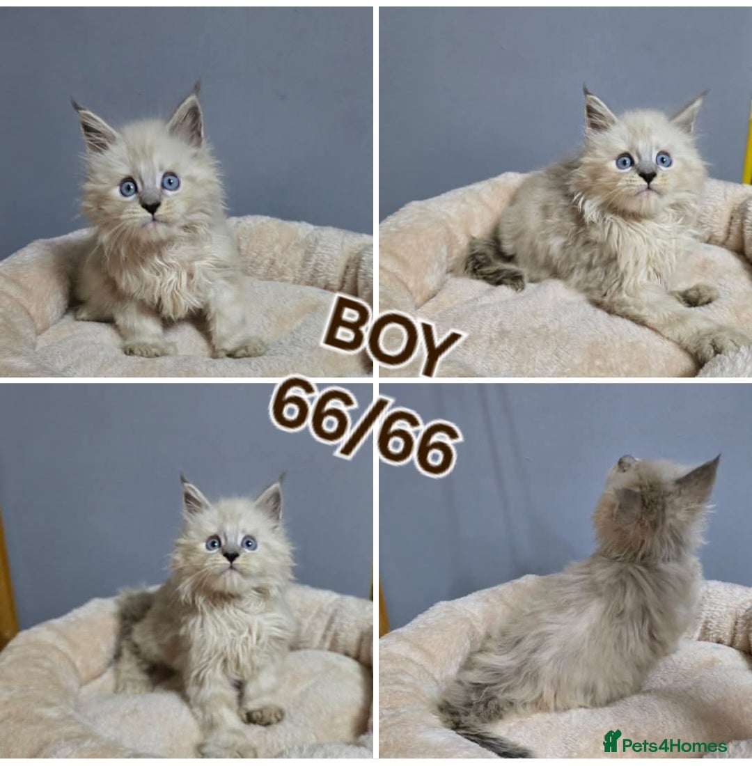 Maine Coon cats for sale: Polydactyl Kittens Maine Coon TICA - Advert 10