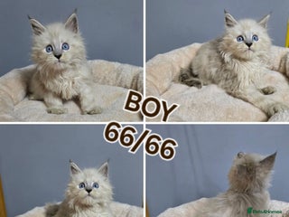 Maine Coon cats Polydactyl Kittens Maine Coon TICA - Advert 6