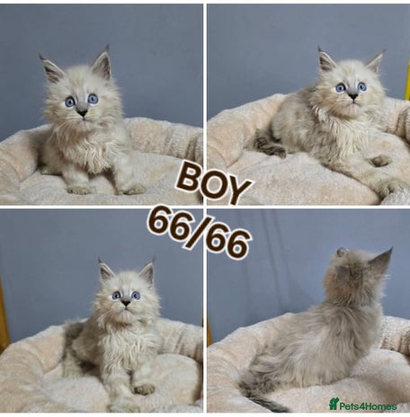 Maine Coon cats Polydactyl Kittens Maine Coon TICA - Advert 1