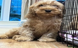 Cockapoo dogs for sale: Healthy Cockapoos boys fully vaccinated  - Image 16