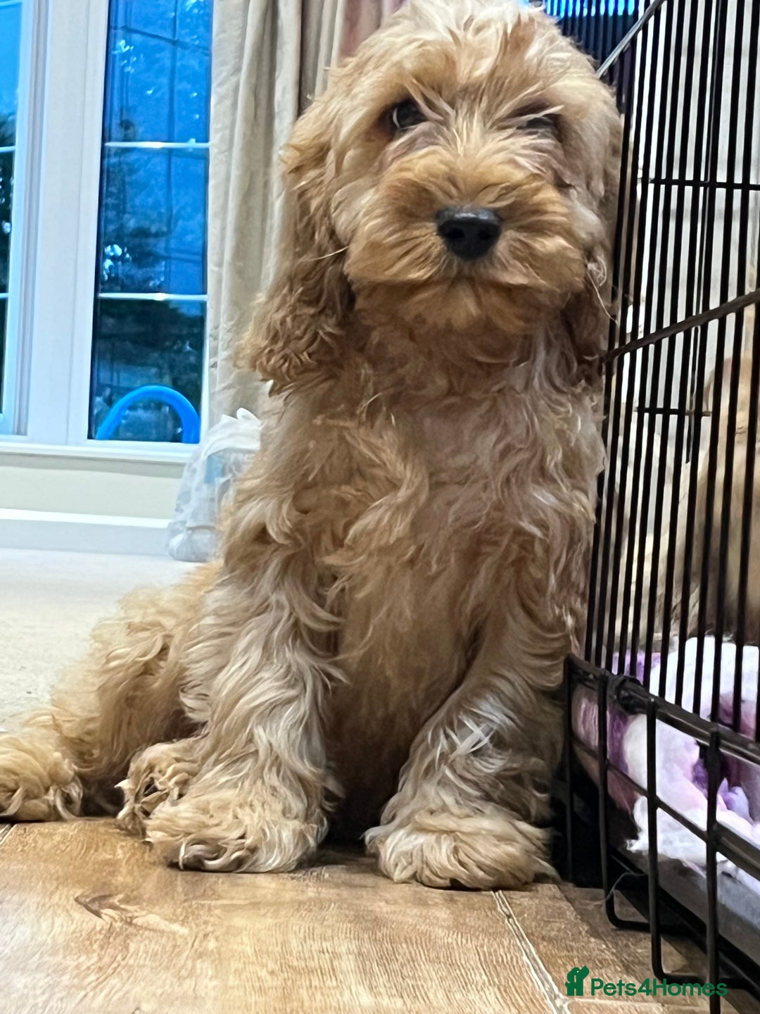 Cockapoo dogs for sale: Healthy Cockapoos boys fully vaccinated  - Image 16
