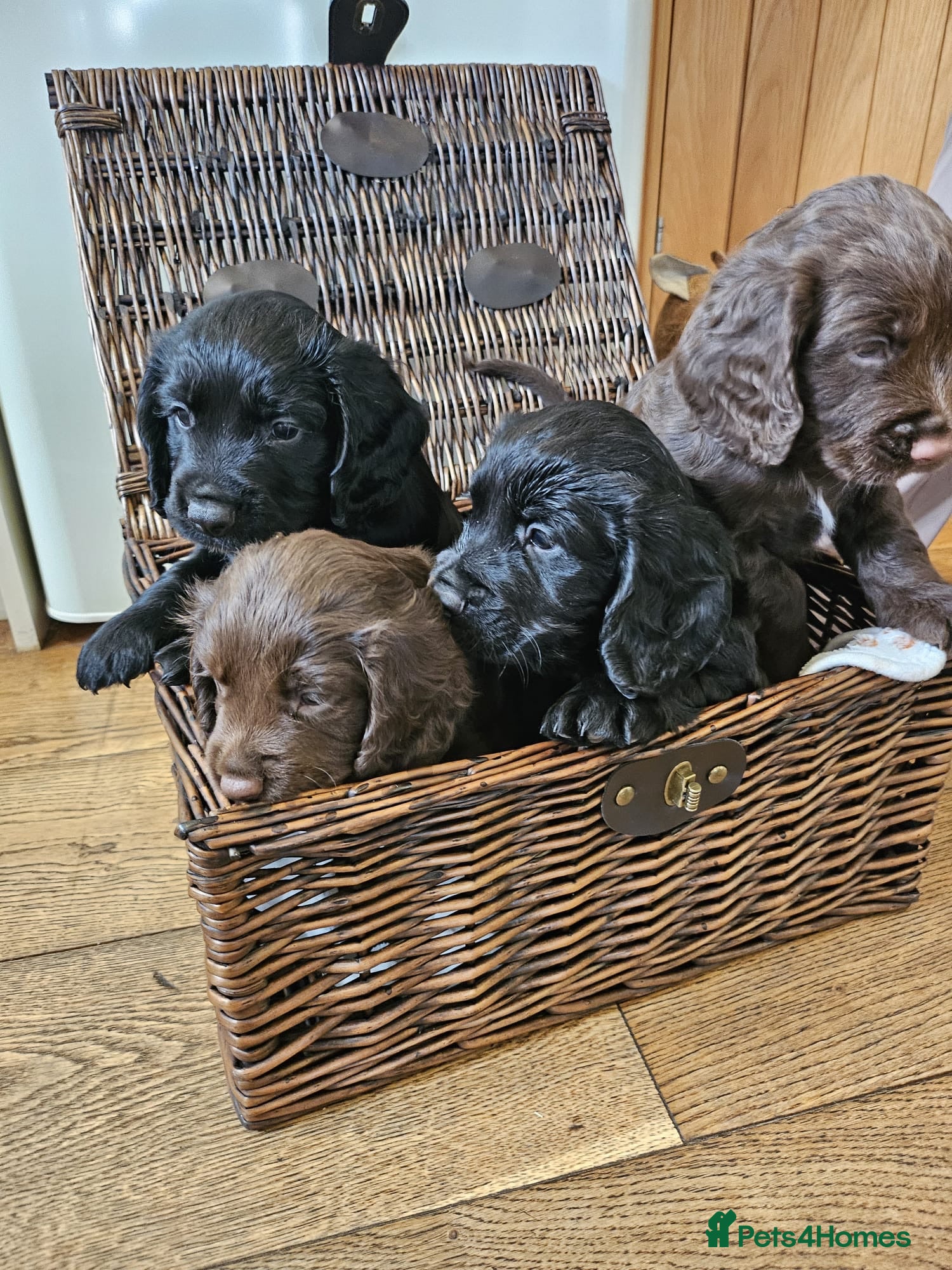 Cocker Spaniel dogs Working Cocker Spaniels - Advert 1