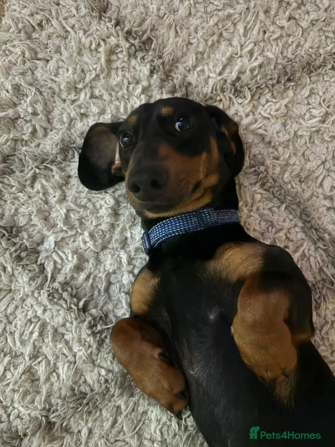 Mixed Breed dogs for adoption: 💙🐶 FRANKIE – ANOTHER CHANCE FOR A LITTLE SAUSAGE in Derby - Advert 2