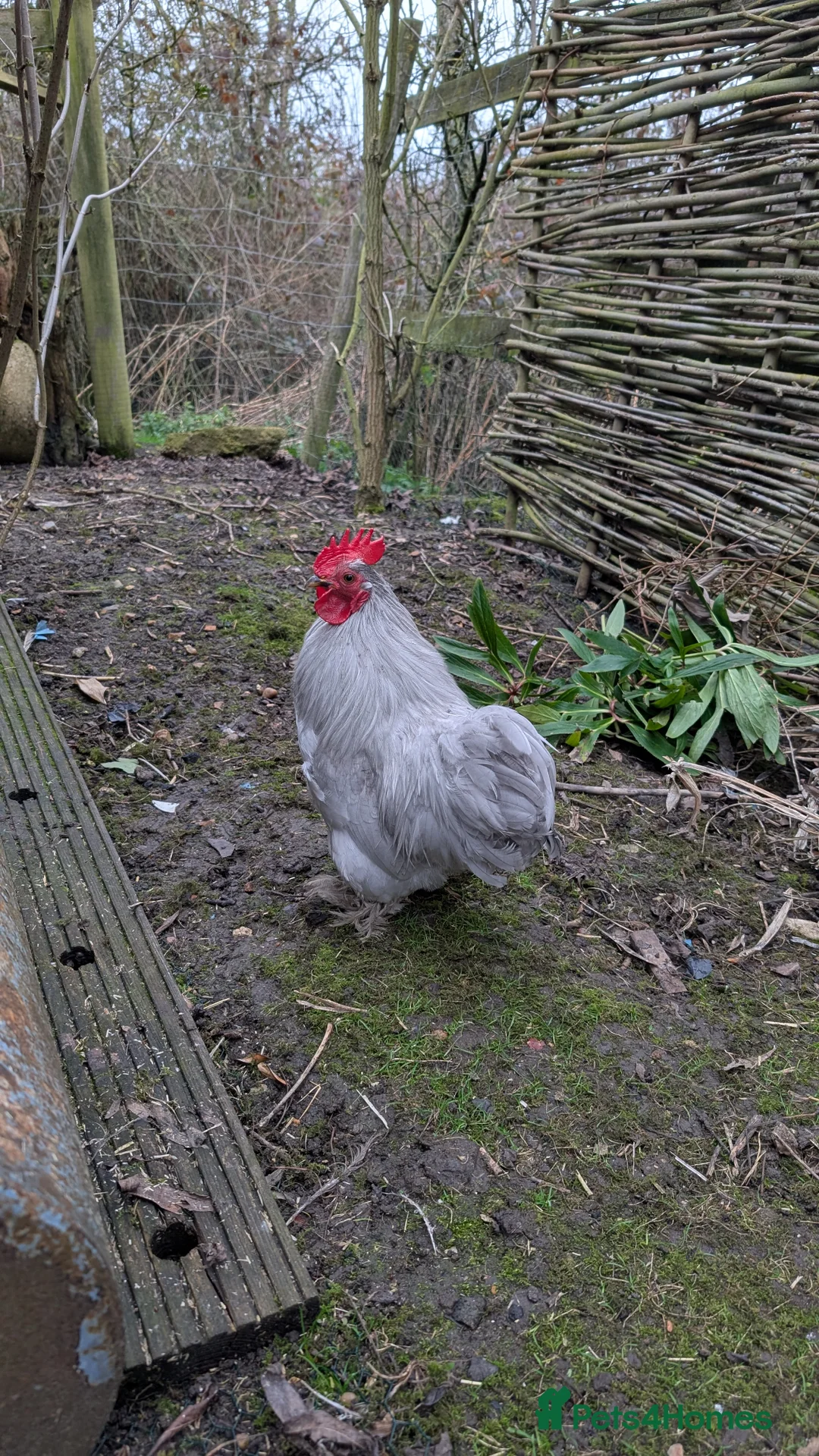 Chickens poultry for sale: Silkie Bantam Cockerels  - Advert 9