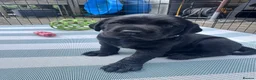 Labrador Retriever dogs for sale: KC Registered beautiful working labrador puppies in Oldham - Advert 26