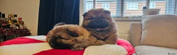 Chow Chow dogs for sale: Kc registered Chow chow puppies  - Advert 23