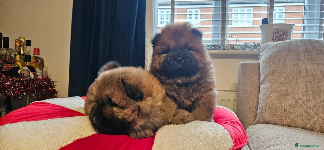 Chow Chow dogs for sale: Kc registered Chow chow puppies  - Advert 23