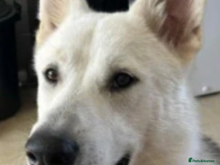 Mixed Breed dogs Germen sheperd cross husky - Advert 2