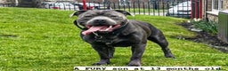 Staffordshire Bull Terrier dogs for stud: *ULTIMATE STUD PACKAGE DEAL*KING FURY BEST UK BLUE in Manchester - Advert 13