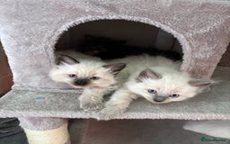 Ragcoon cats for sale: Stunning Maine Coon x Ragdoll kittens - Image 1