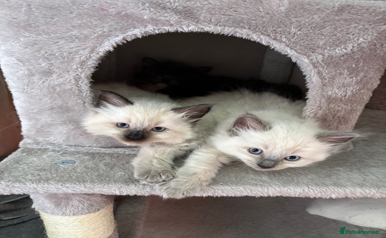 Ragcoon cats - Advert 1