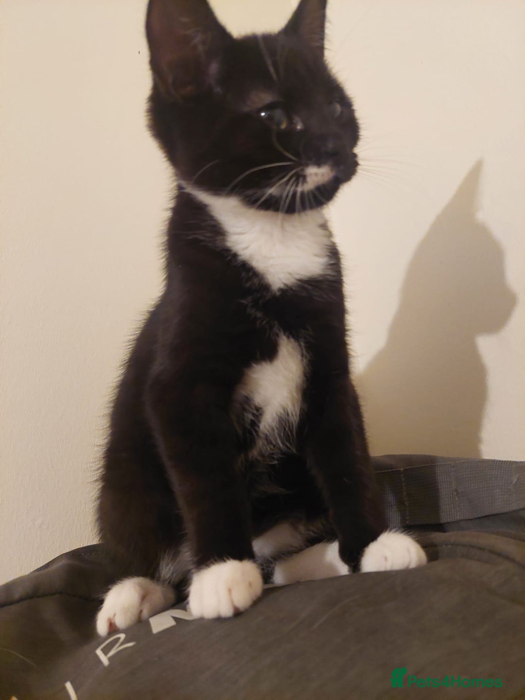 Mixed Breed cats for sale: 5 kittens for sale 13 weeks old ready to go  - Advert 2