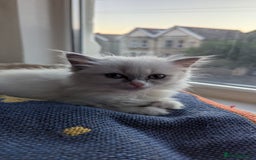 Ragdoll cats for sale: 🧁Sweet ragdolls - Image 16