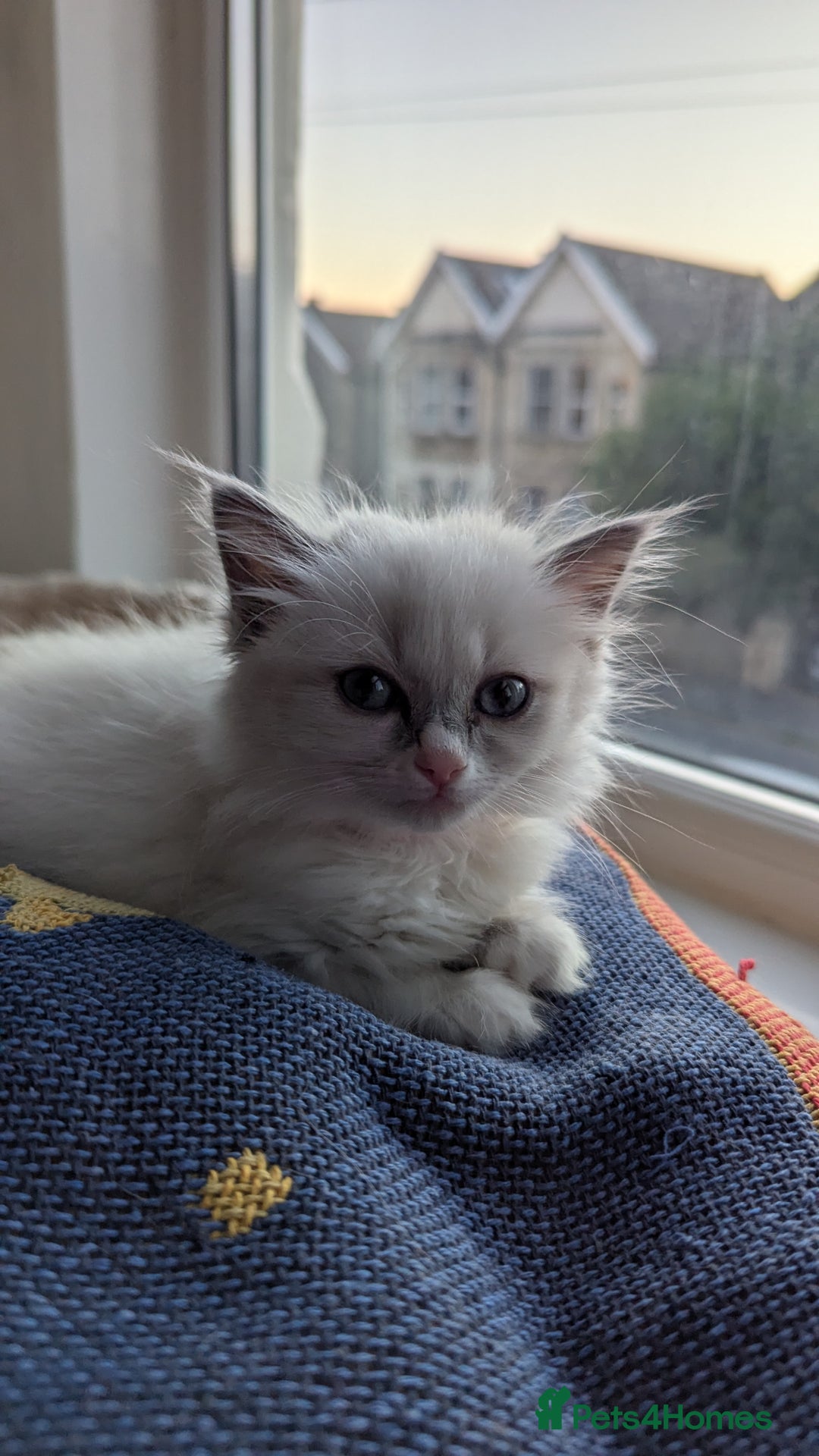 Ragdoll cats for sale: 🧁Sweet ragdolls - Image 16