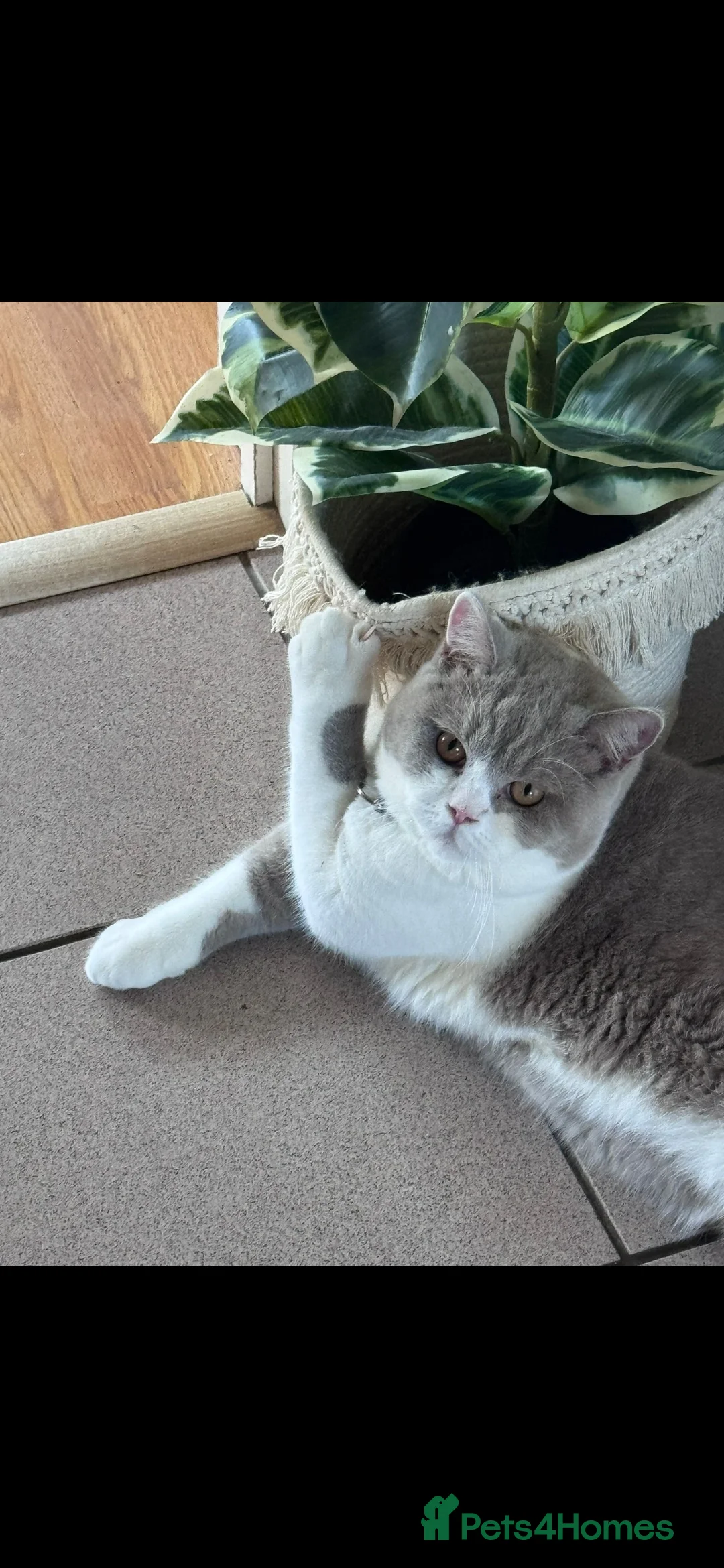 British Shorthair cats for stud: Storm in Derby - Advert 5