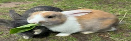 Mixed Breed rabbits for sale: Rabbits for sale - Advert 7
