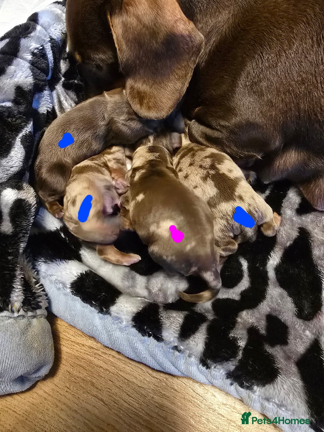 Miniature Dachshund dogs for sale: Miniature dashound - Advert 8