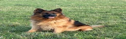 German Shepherd dogs for sale: Meet the Fabulous Manfredi  - Advert 5