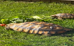 Tortoise reptiles for sale: 2 x Sulcata Tortoise - Image 11