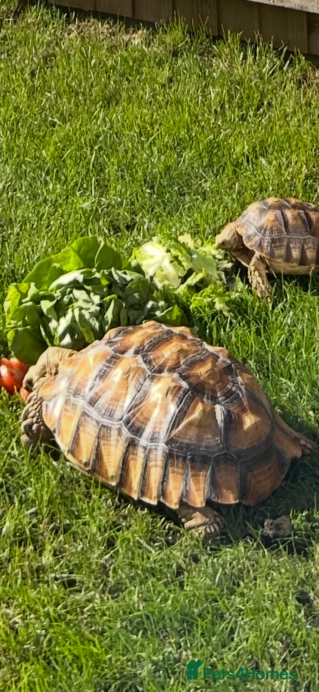Tortoise reptiles for sale: 2 x Sulcata Tortoise - Image 11