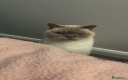 British Shorthair cats for sale: 2 years old for rehoming - Image 2