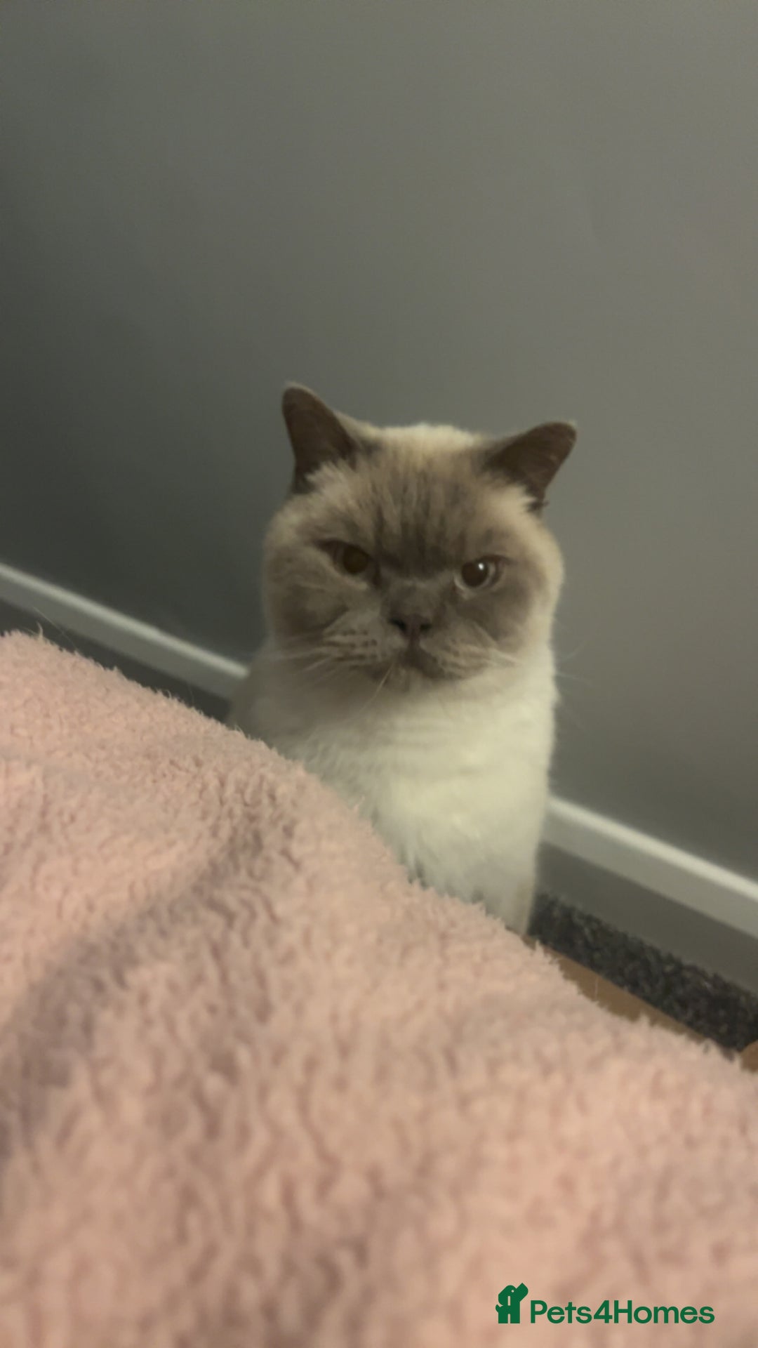 British Shorthair cats for sale: 2 years old for rehoming - Image 2