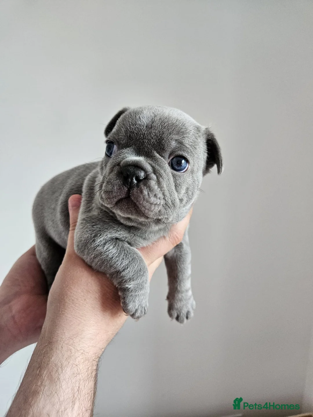 French Bulldog dogs for sale: French bull pups - Advert 2