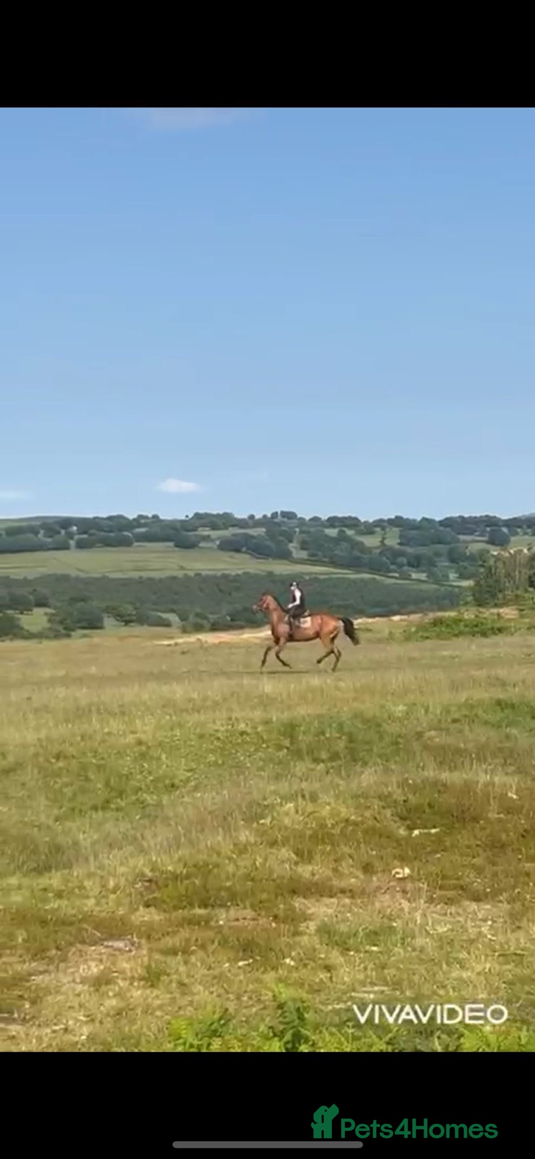 Irish Thoroughbred horses for sale: 9 yr old allrounder, 16.1, Irish mare in Bargoed - Image 4