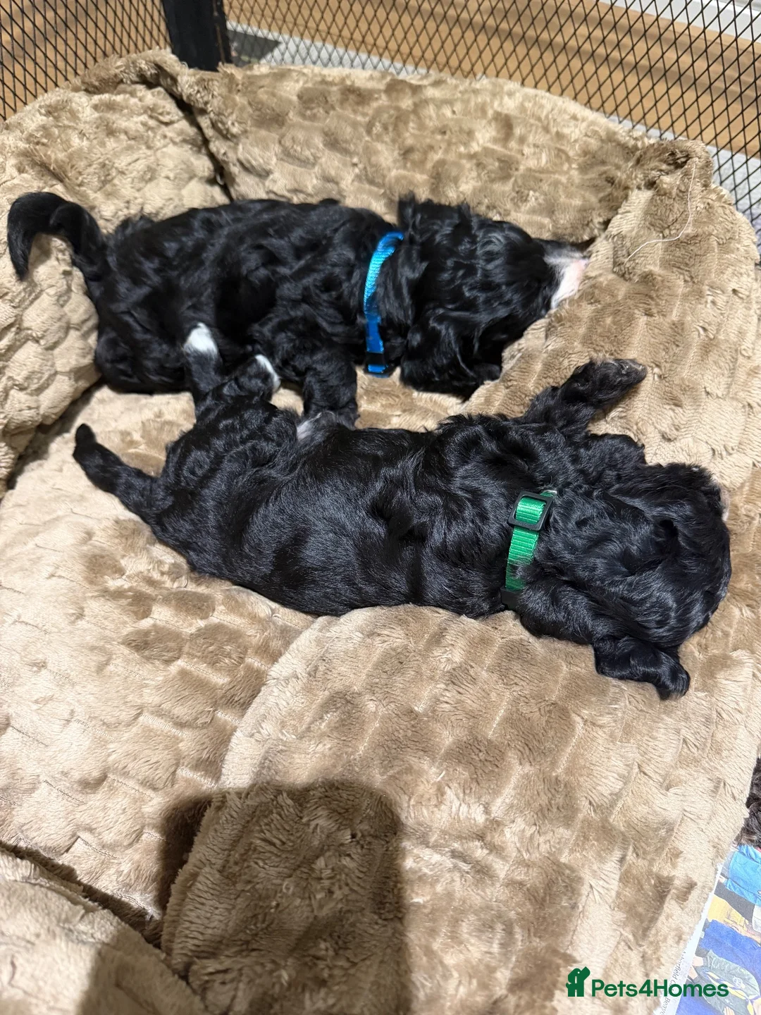 Cockapoo dogs for sale: Stunning F1 cockapoo boys - Advert 2