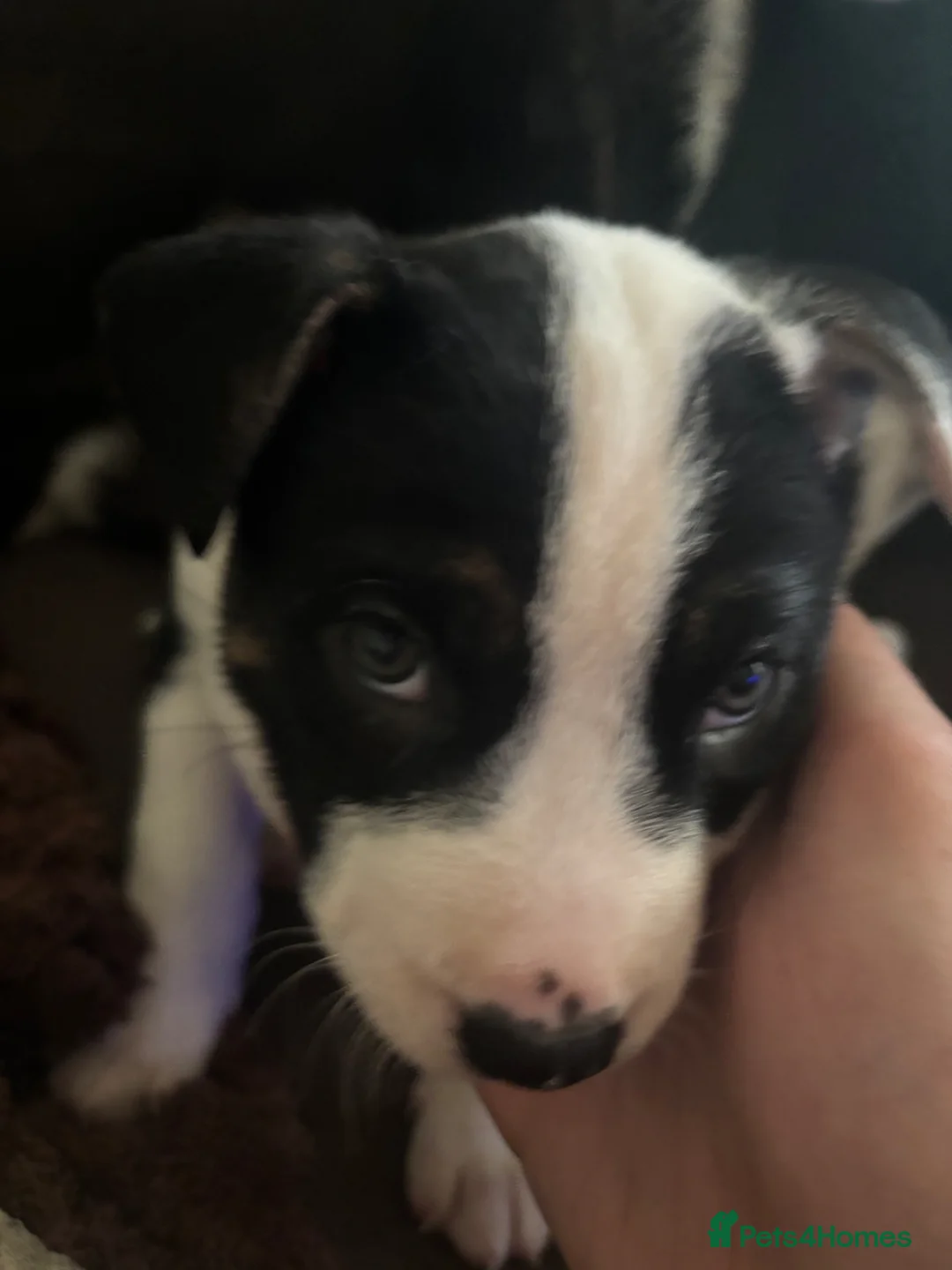 Mixed Breed dogs for sale: 1 Bullkita Puppy Left | Ready 25th May - Advert 2