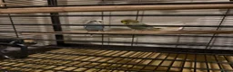Budgerigars birds for sale: X2 budgies  - Advert 1