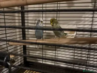 Budgerigars birds X2 budgies - Advert 4