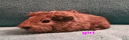 Guinea Pig rodents for sale: 1 boar & 1 sow baby pigs - Advert 7