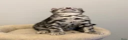 Bengal cats for sale:     🏆 Champion-Bred Silver Bengal Kitten - Advert 10