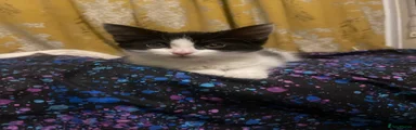 Domestic Shorthair 3